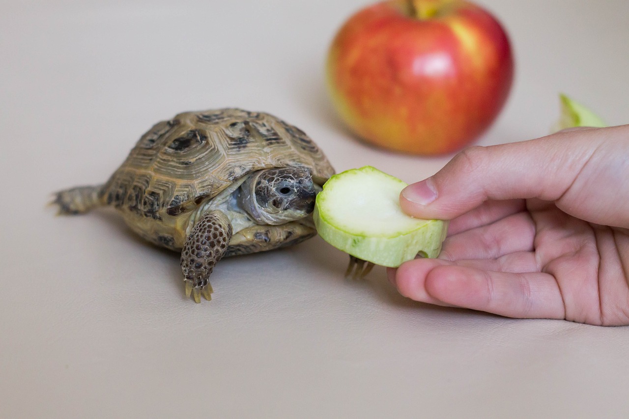 tortoise  fruit  vegetables free photo