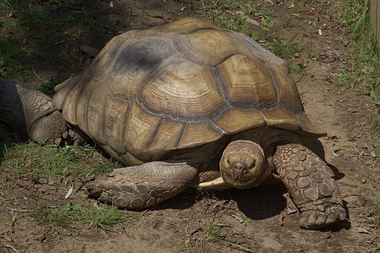 tortoise  zoo  giant free photo