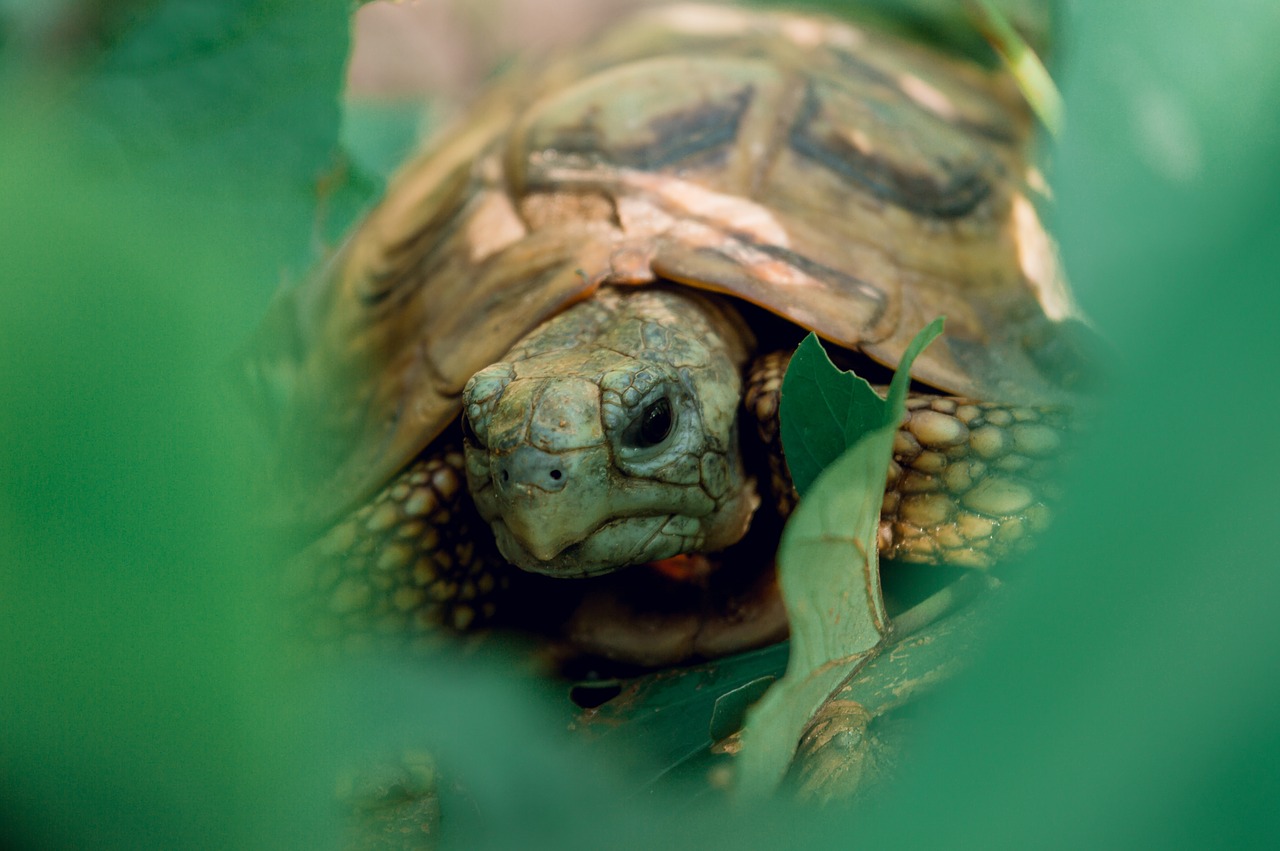 tortoise  reptile  animal free photo