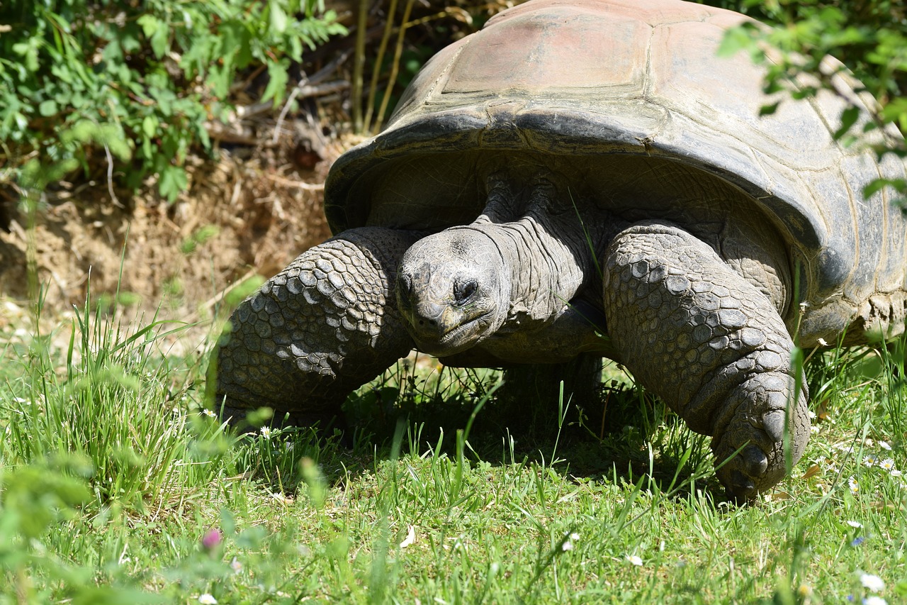 tortoise  turtle  armored free photo
