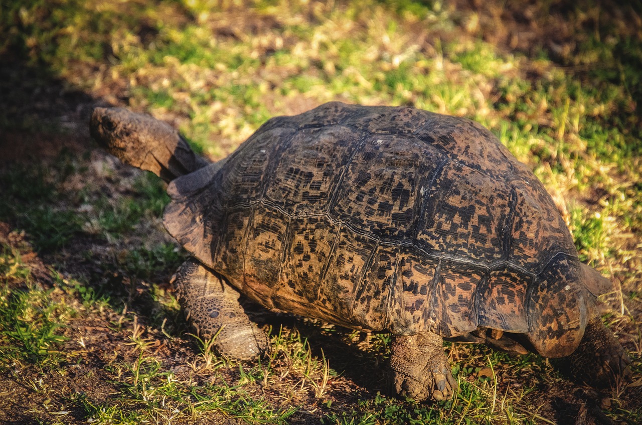 tortoise  leopard tortoise  animal free photo