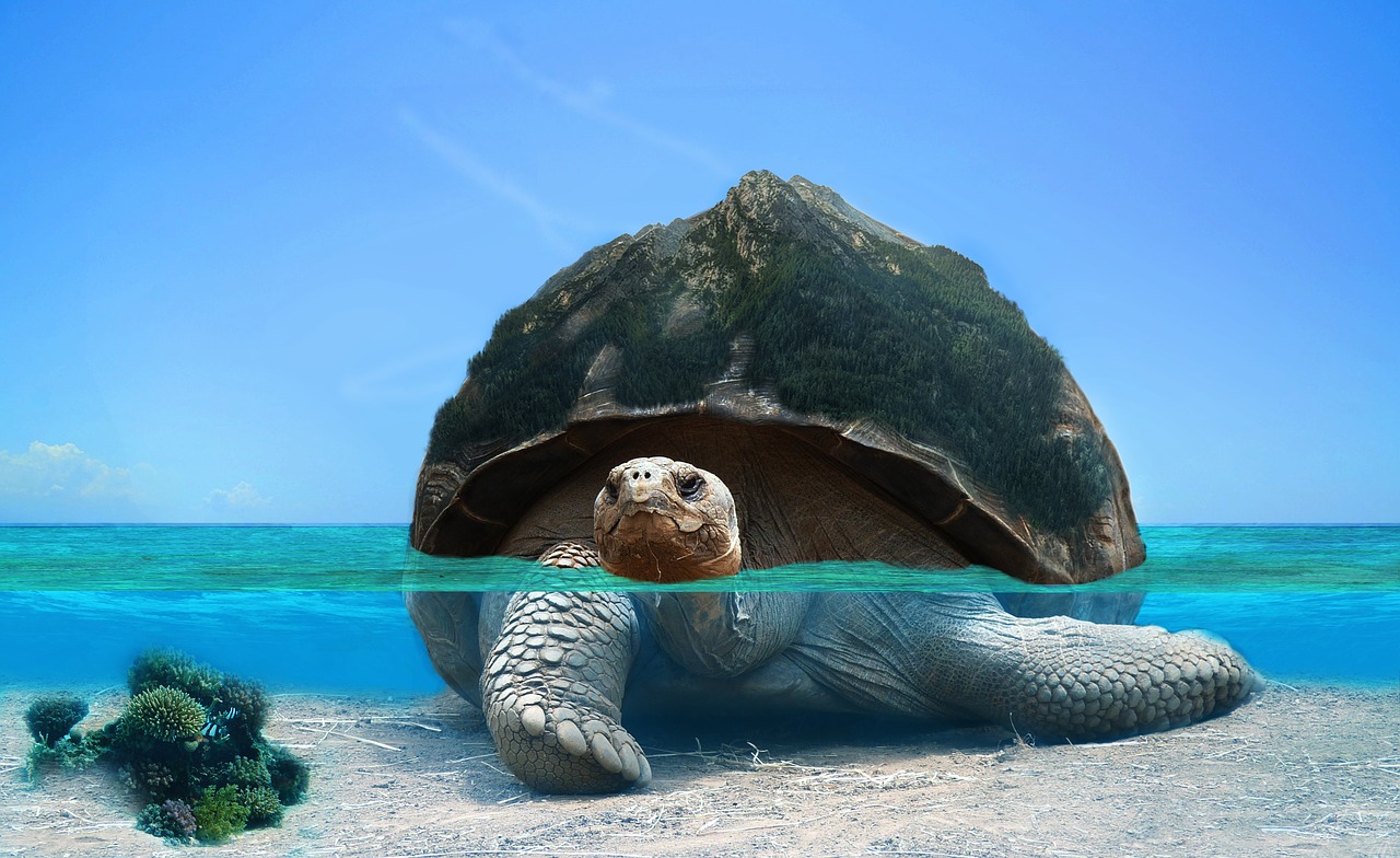 tortoise  water  photoshop free photo