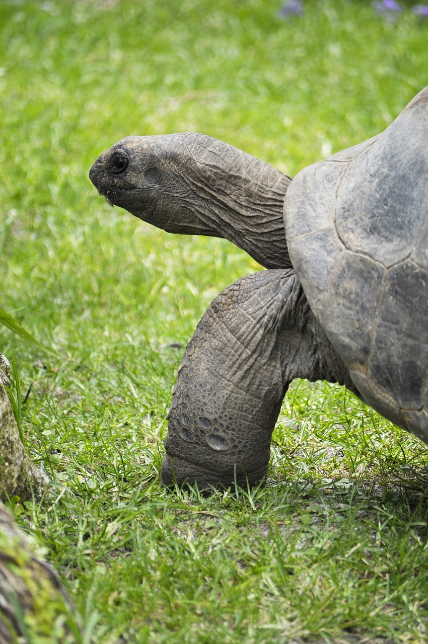 tortoise  animal  reptile free photo