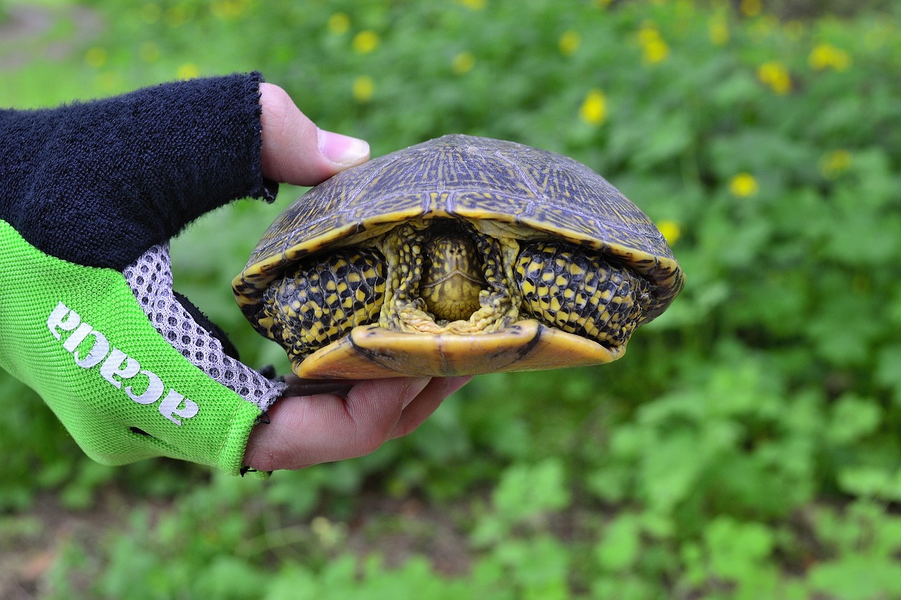 Tortoise, spring, nature, reptile, turtle - free image from needpix.com