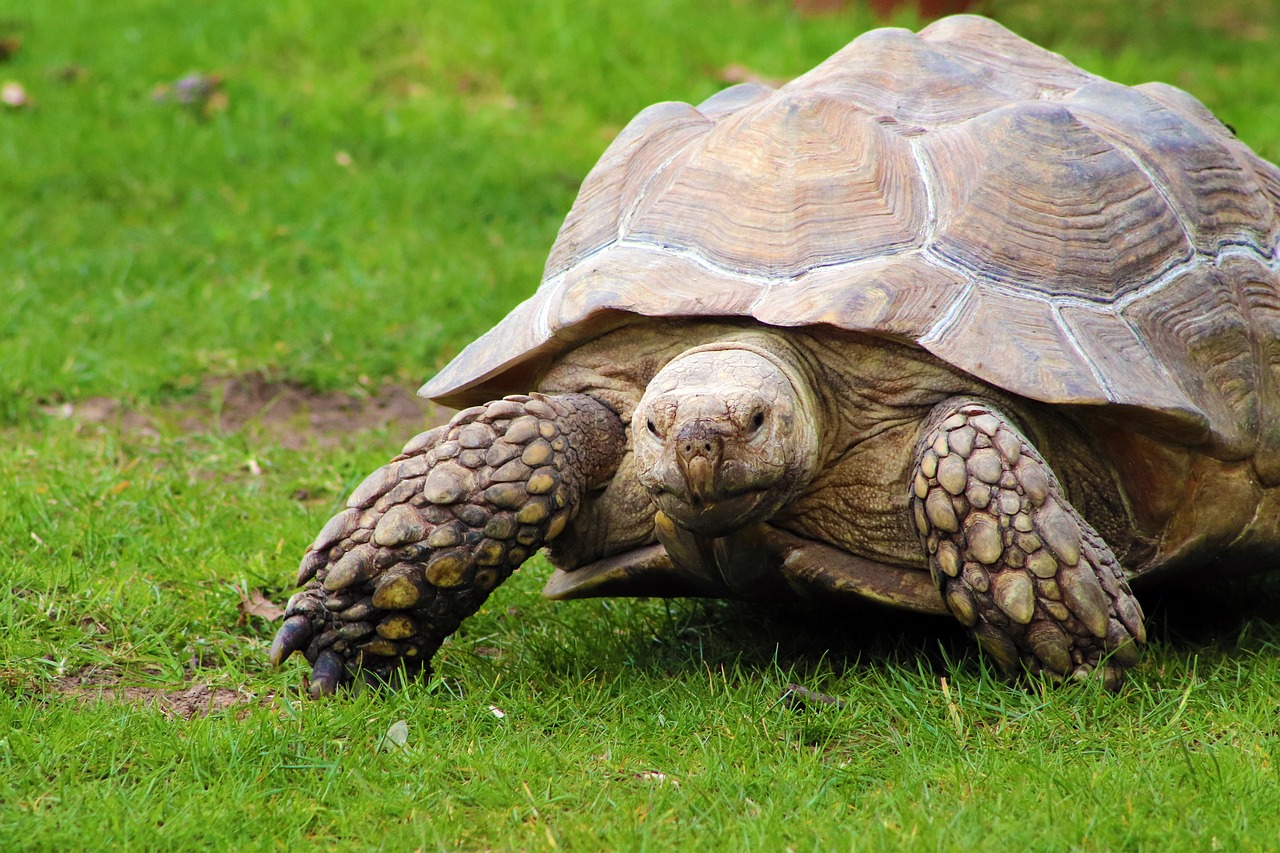 tortoise  head  turtle free photo