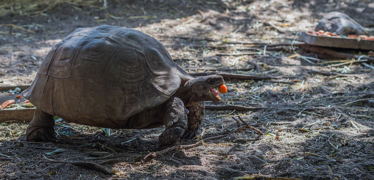 tortoise  eating  animal free photo