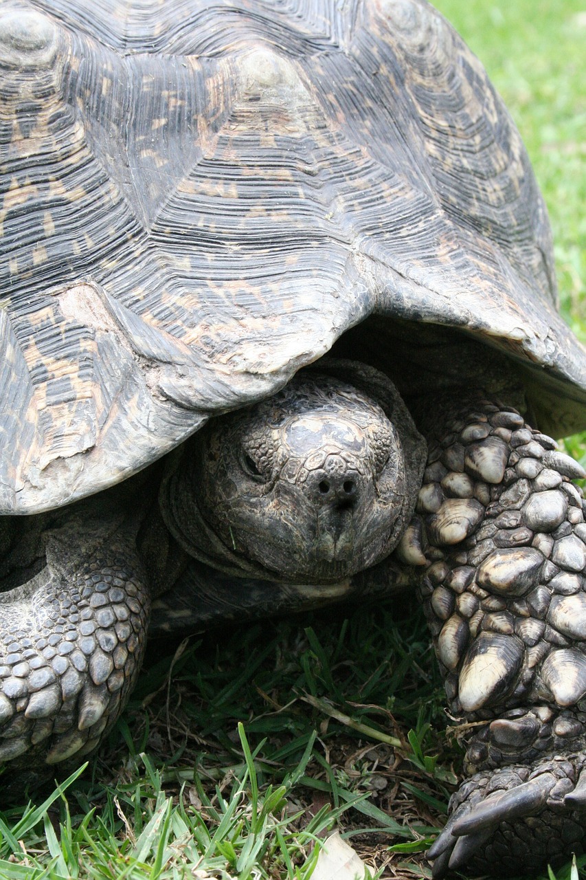 tortoise  shell  wildlife free photo