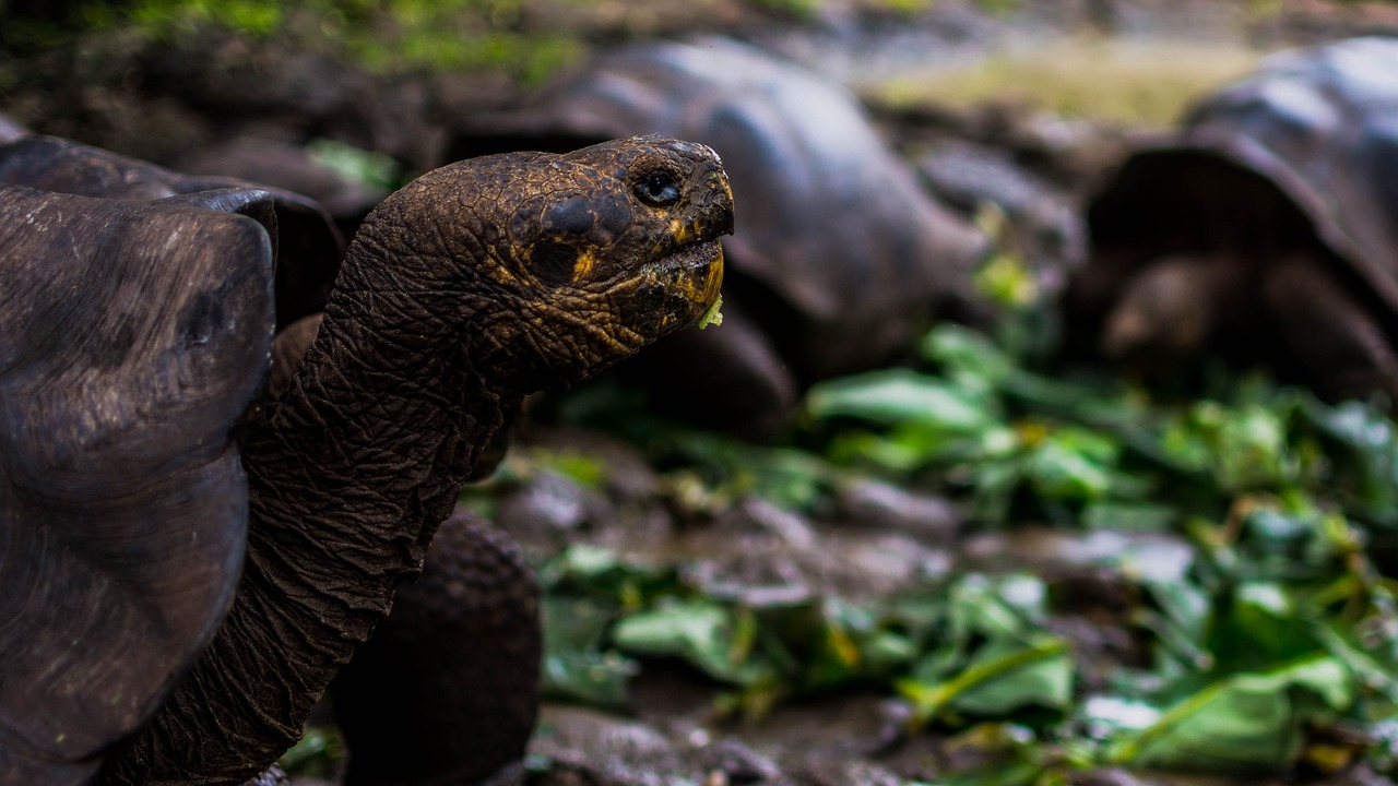 tortoise  galapagos  reptile free photo