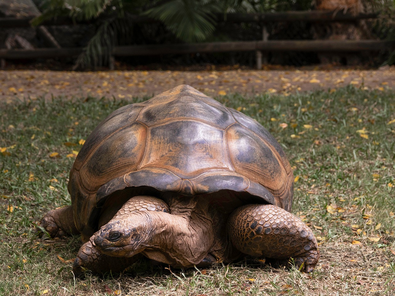 tortoise  large  slow free photo