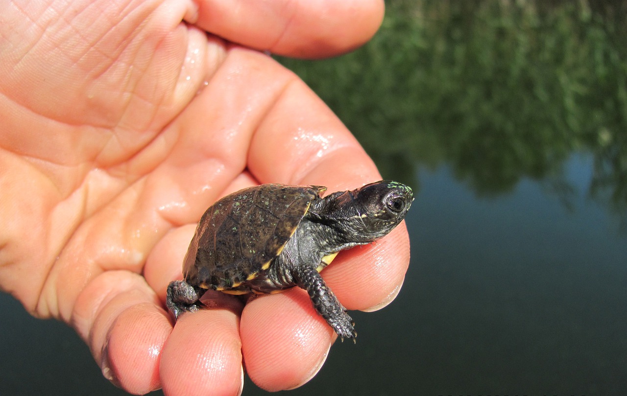 tortoise  water  reptile free photo