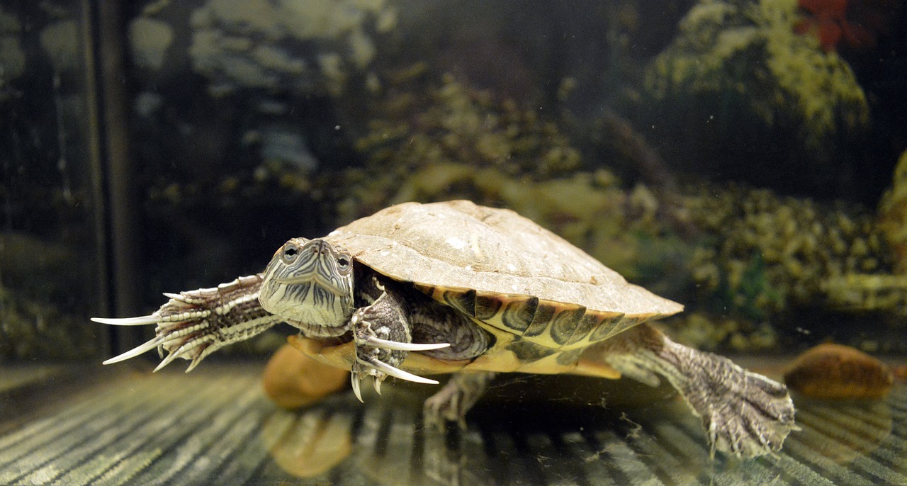 tortoise krasnouhov aquarium free photo