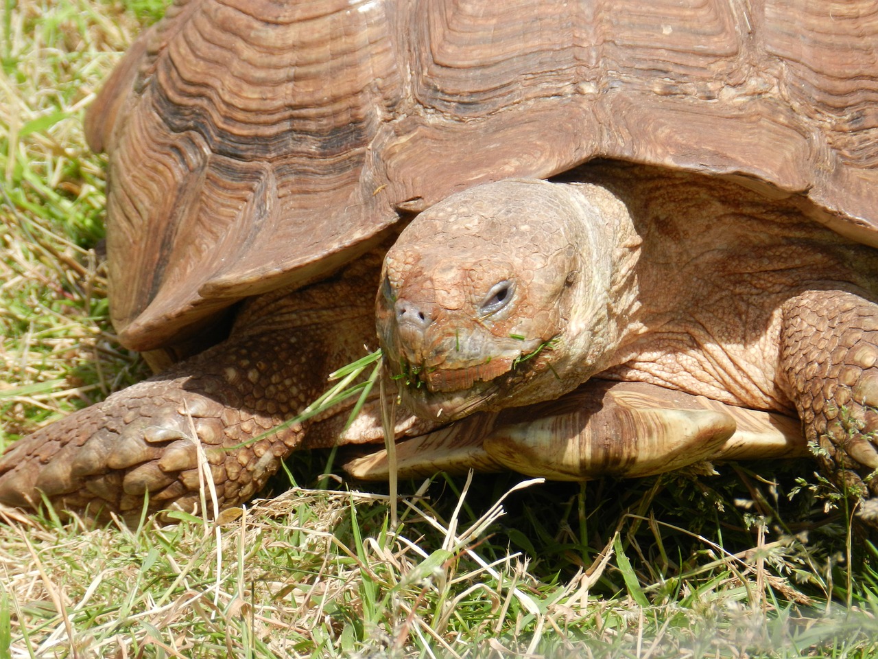 tortoise reptile animal free photo