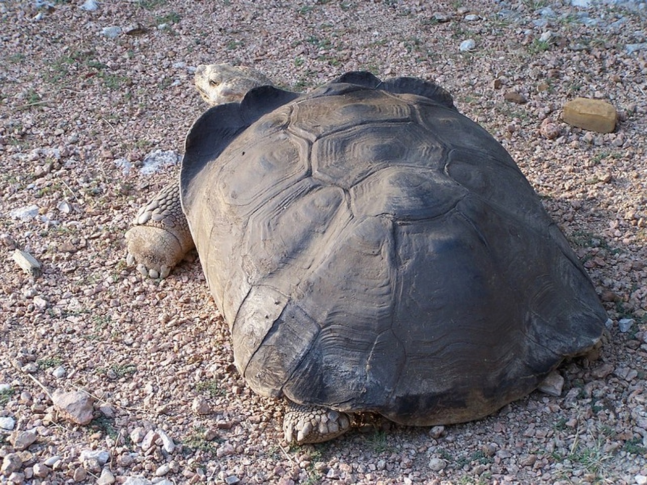 tortoise slowpoke reptile free photo