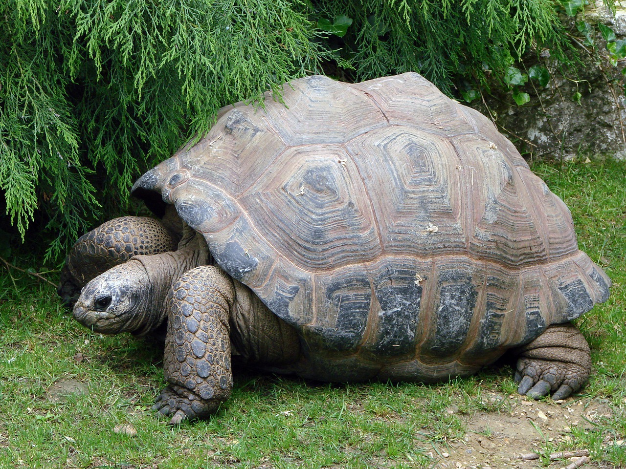 tortoise giant reptile free photo