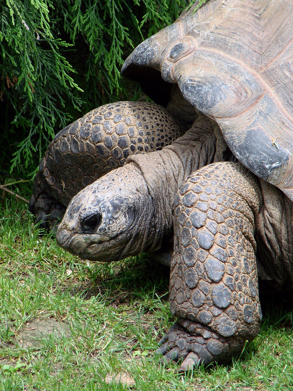 tortoise giant reptile free photo