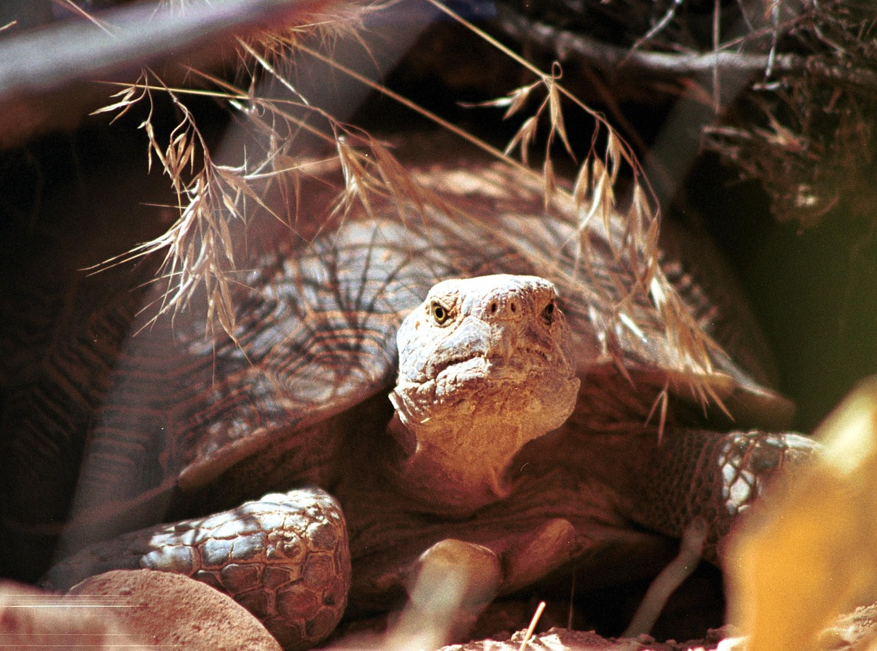 tortoise desert turtle free photo