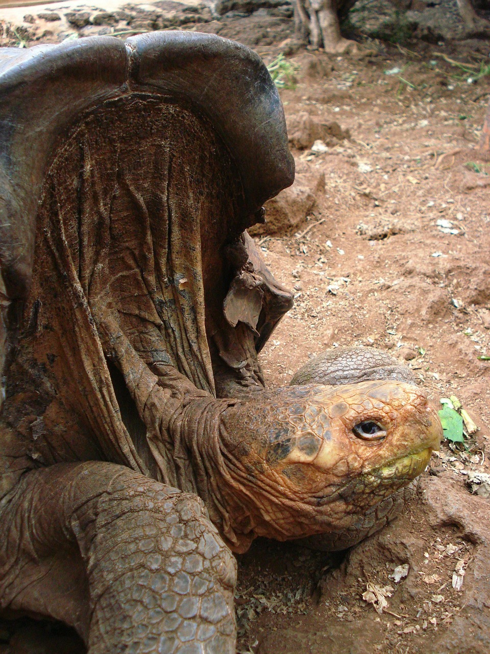 tortoise saddleback nature free photo