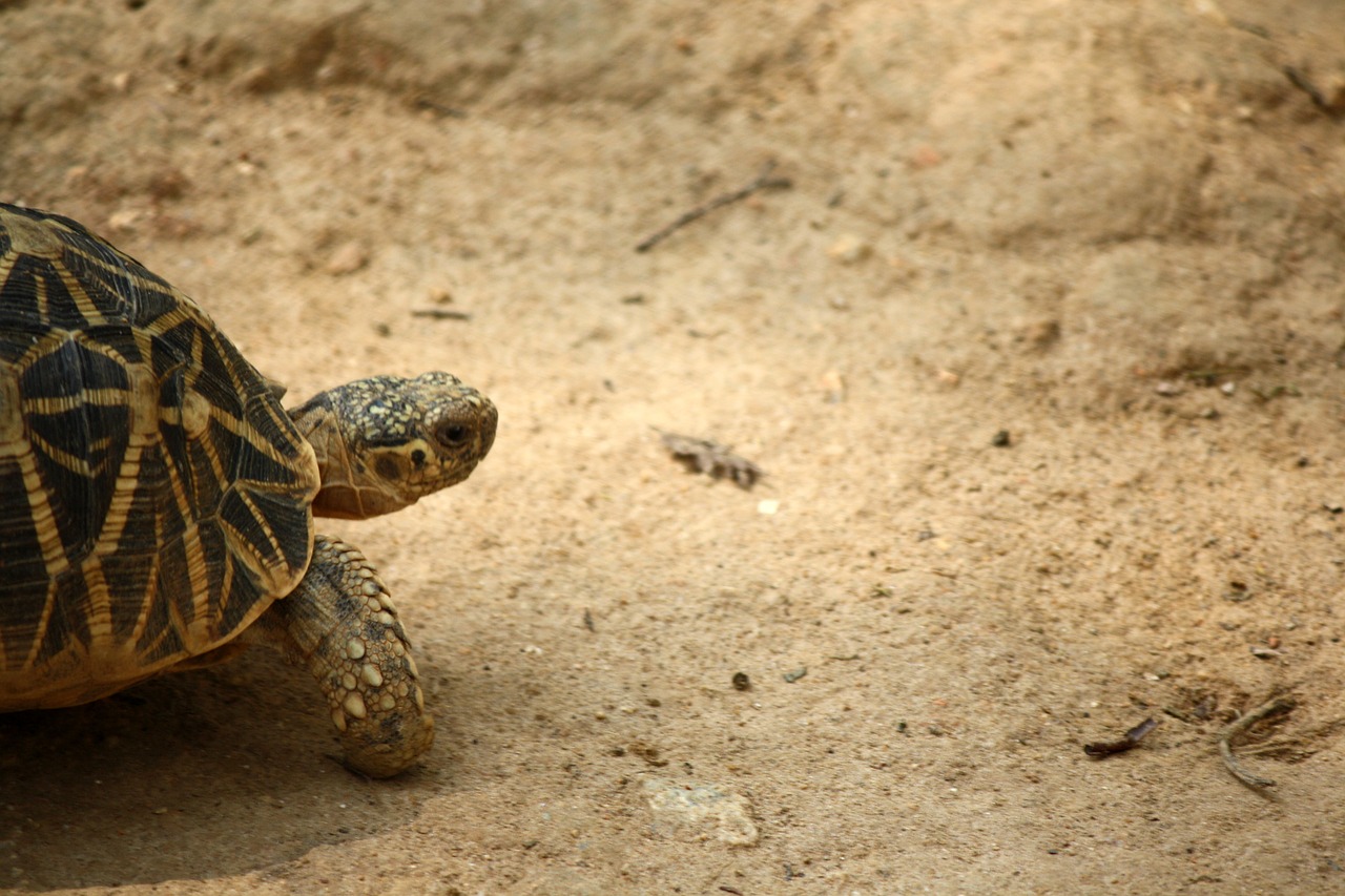 tortoise slow animal free photo