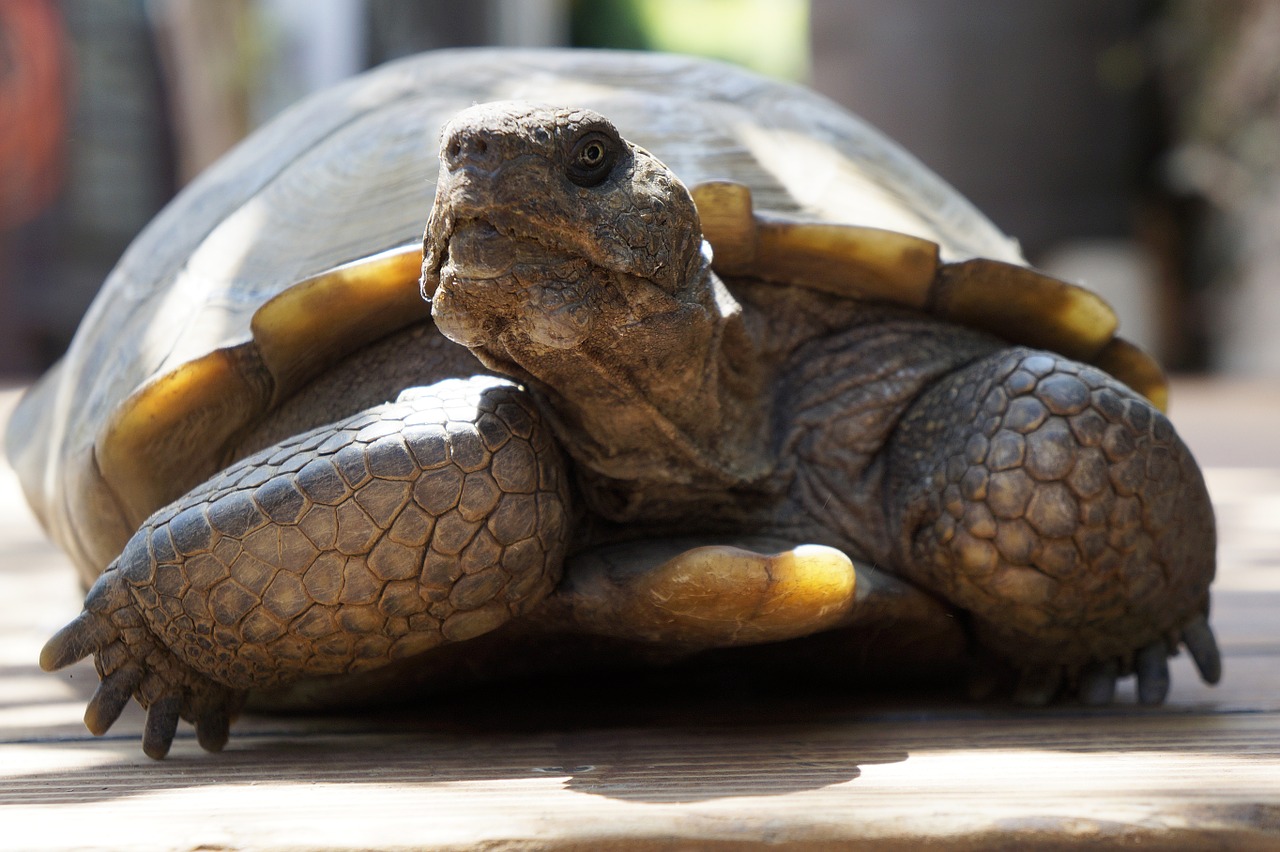 tortoise desert tortoise at rest free photo