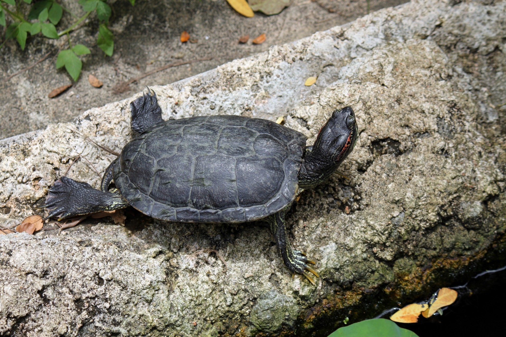 tortoise enjoys sunshine free photo