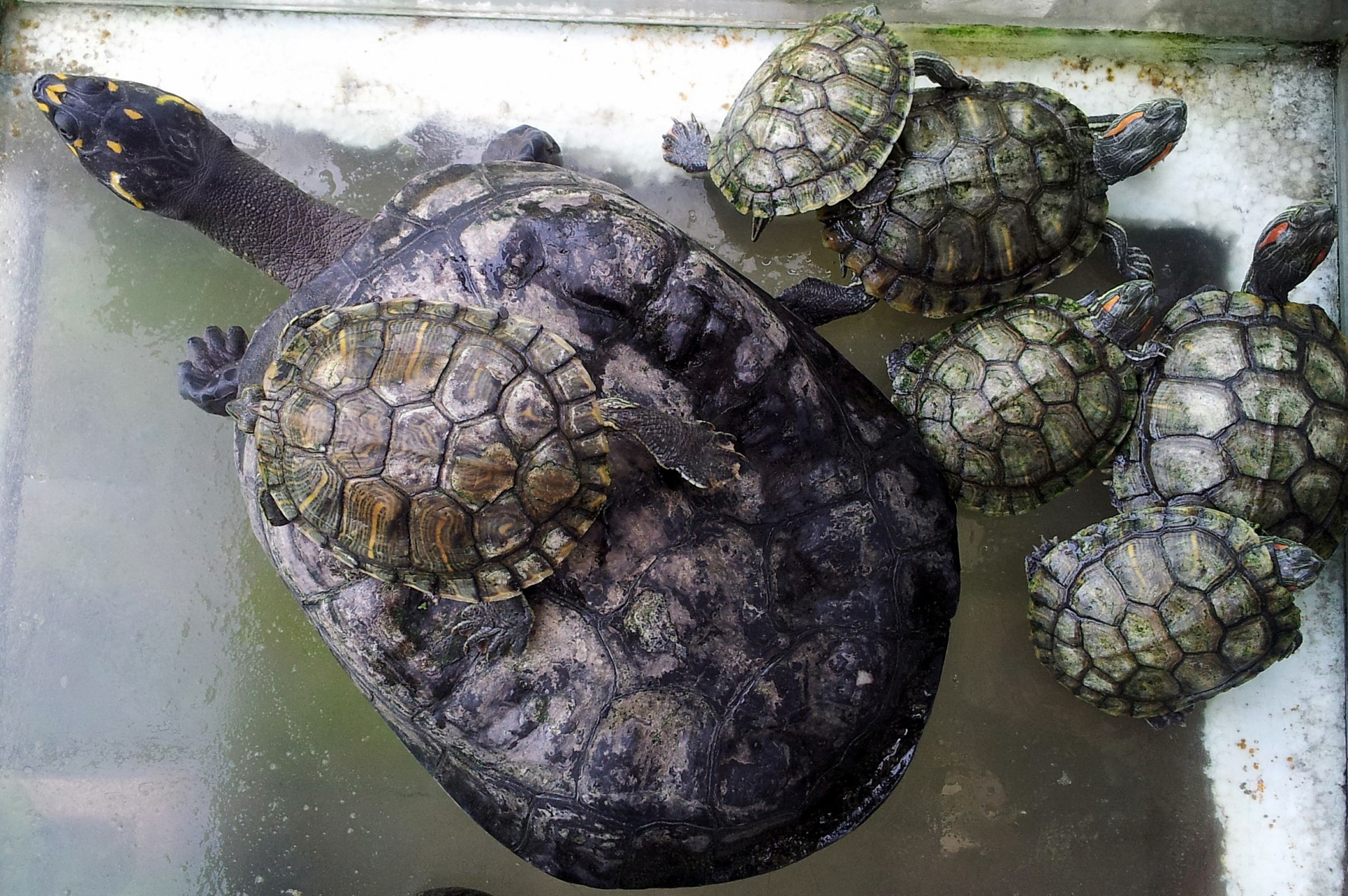 tortoise family sit top free photo