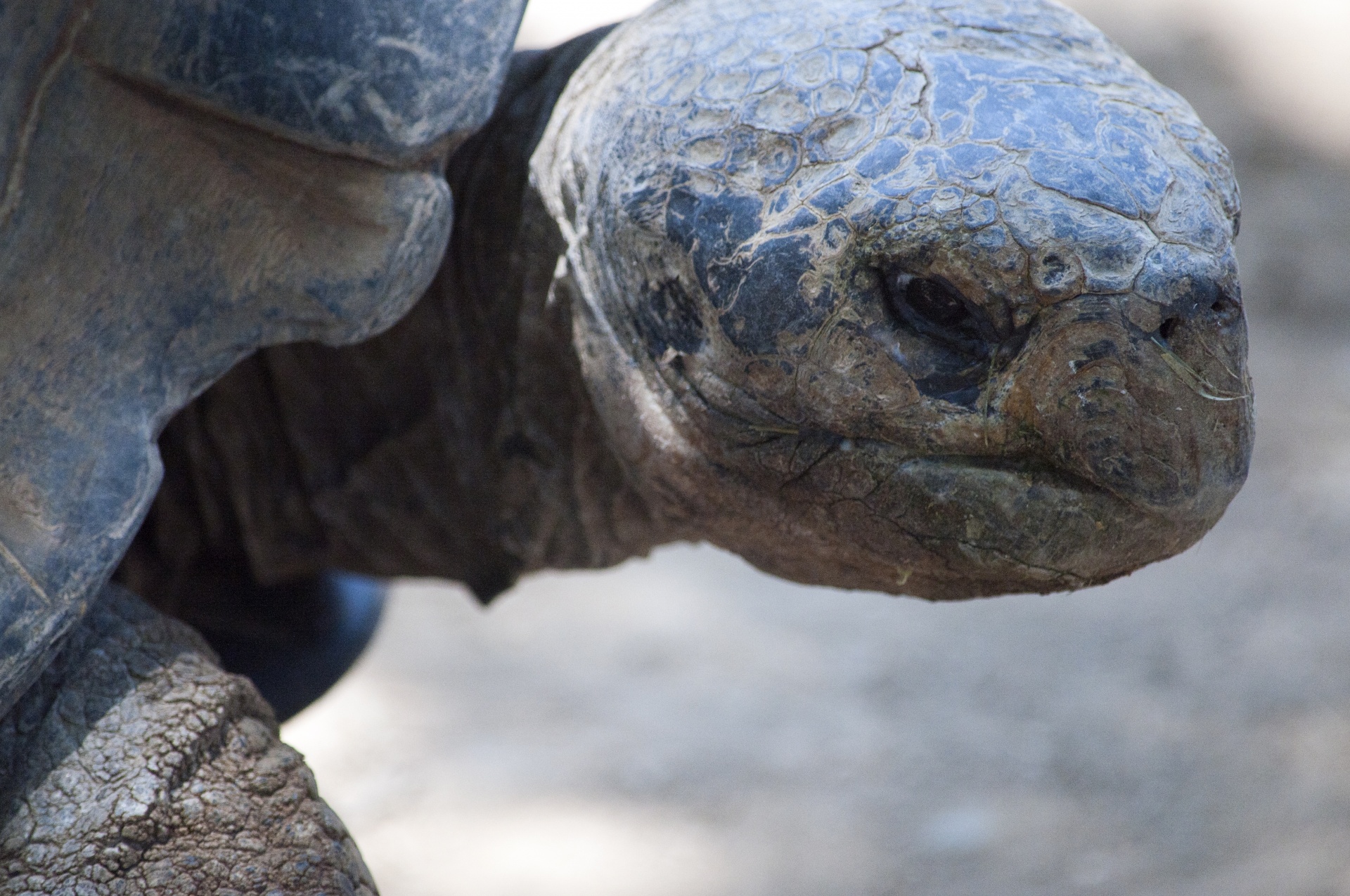 tortoise tortoises turtle free photo