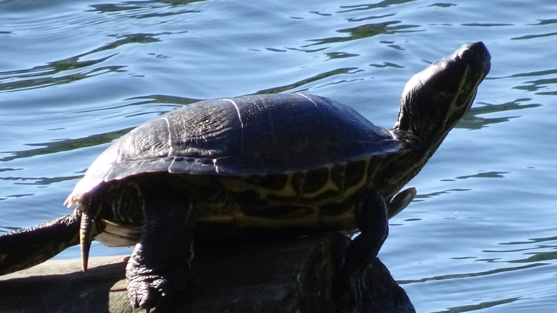 tortoise rock lake free photo