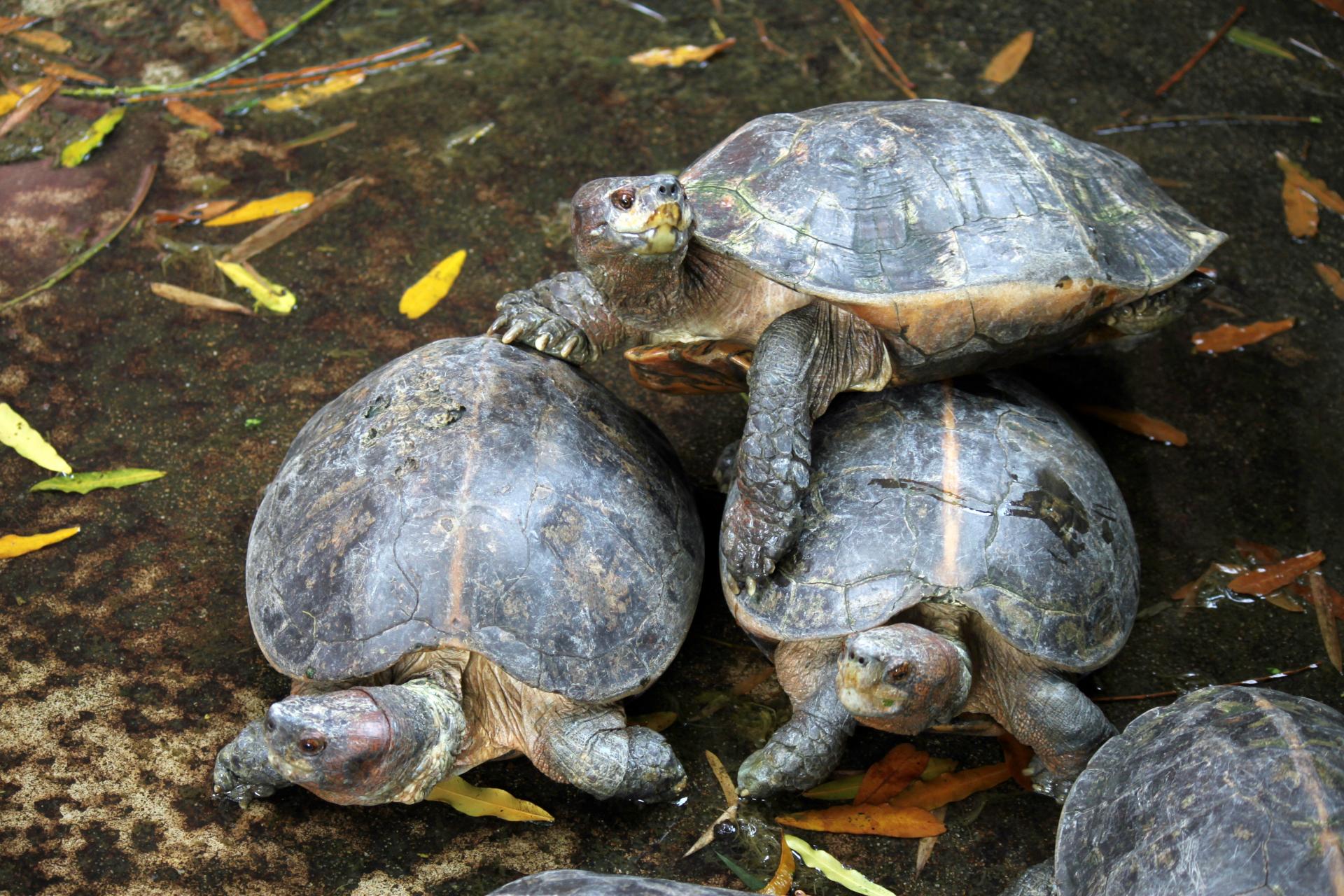 tortoise pyramid tortoise pyramid free photo