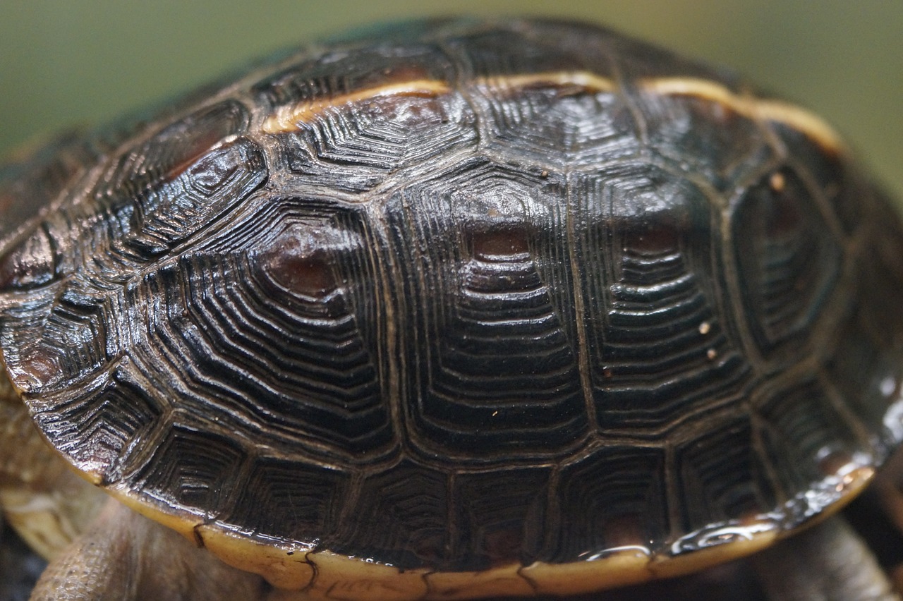 tortoise shell turtle panzer free photo
