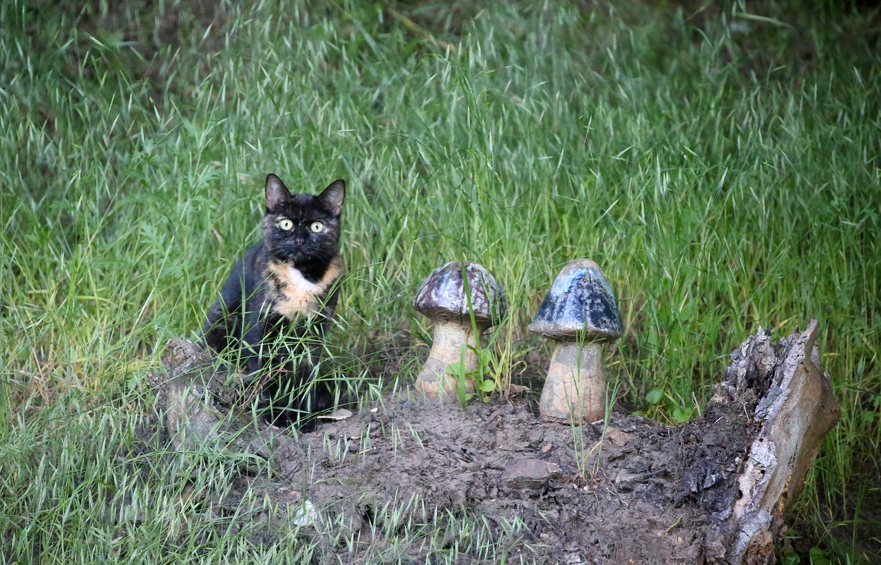 Tortoise Shell Cat Domestic Cat Pet Mushrooms Free Image From 