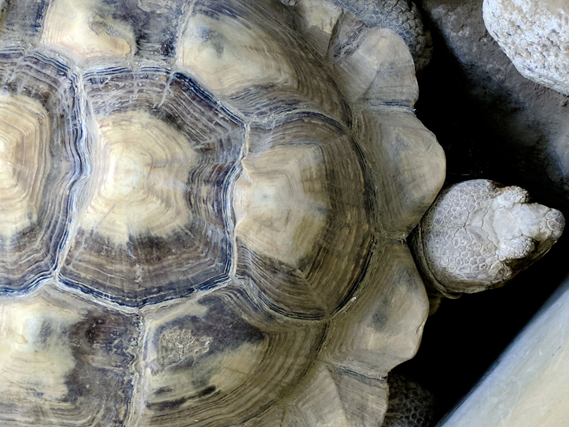 tortoise turtle reptile free photo