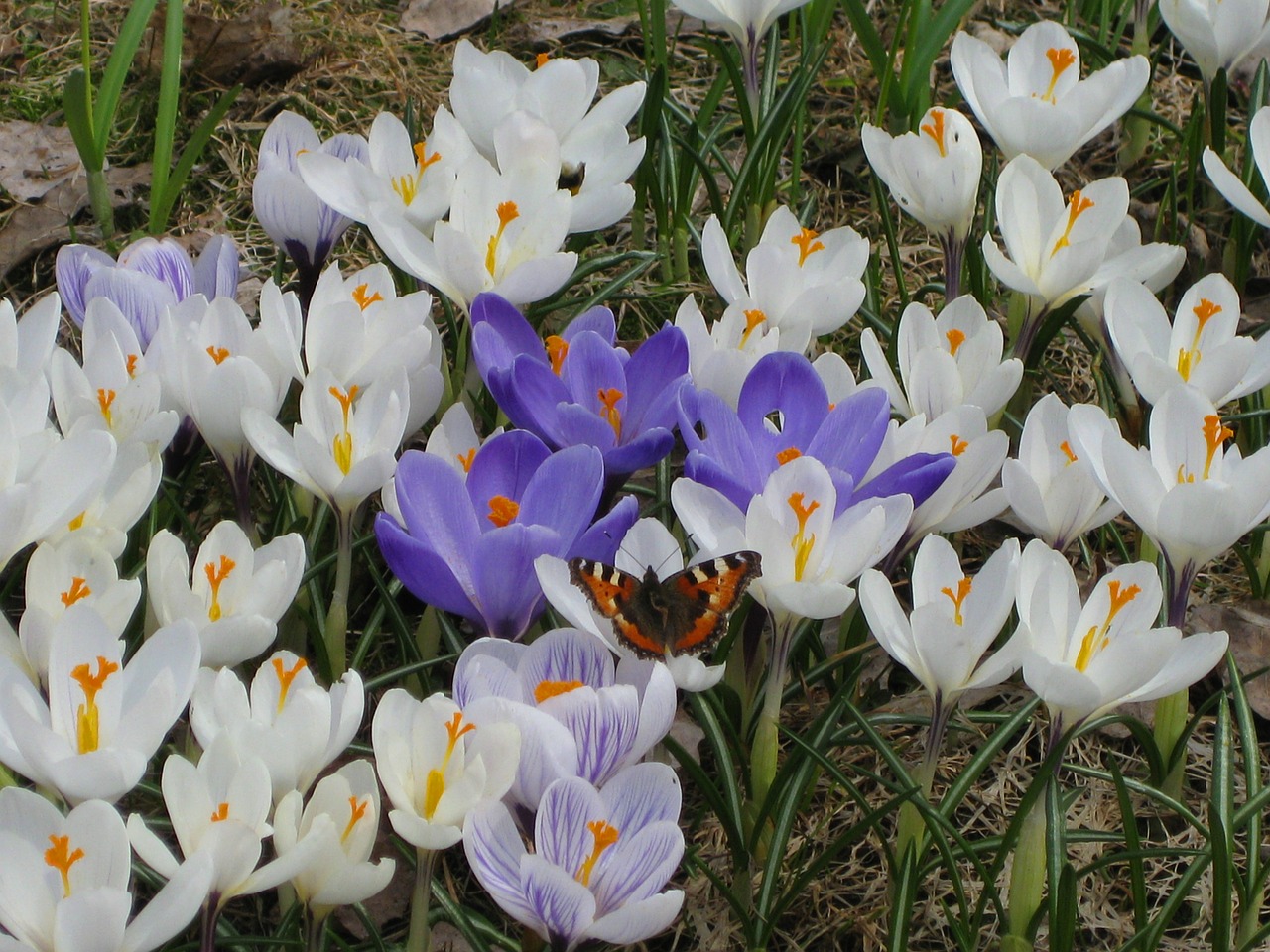 tortoiseshell crocus crocuses free photo