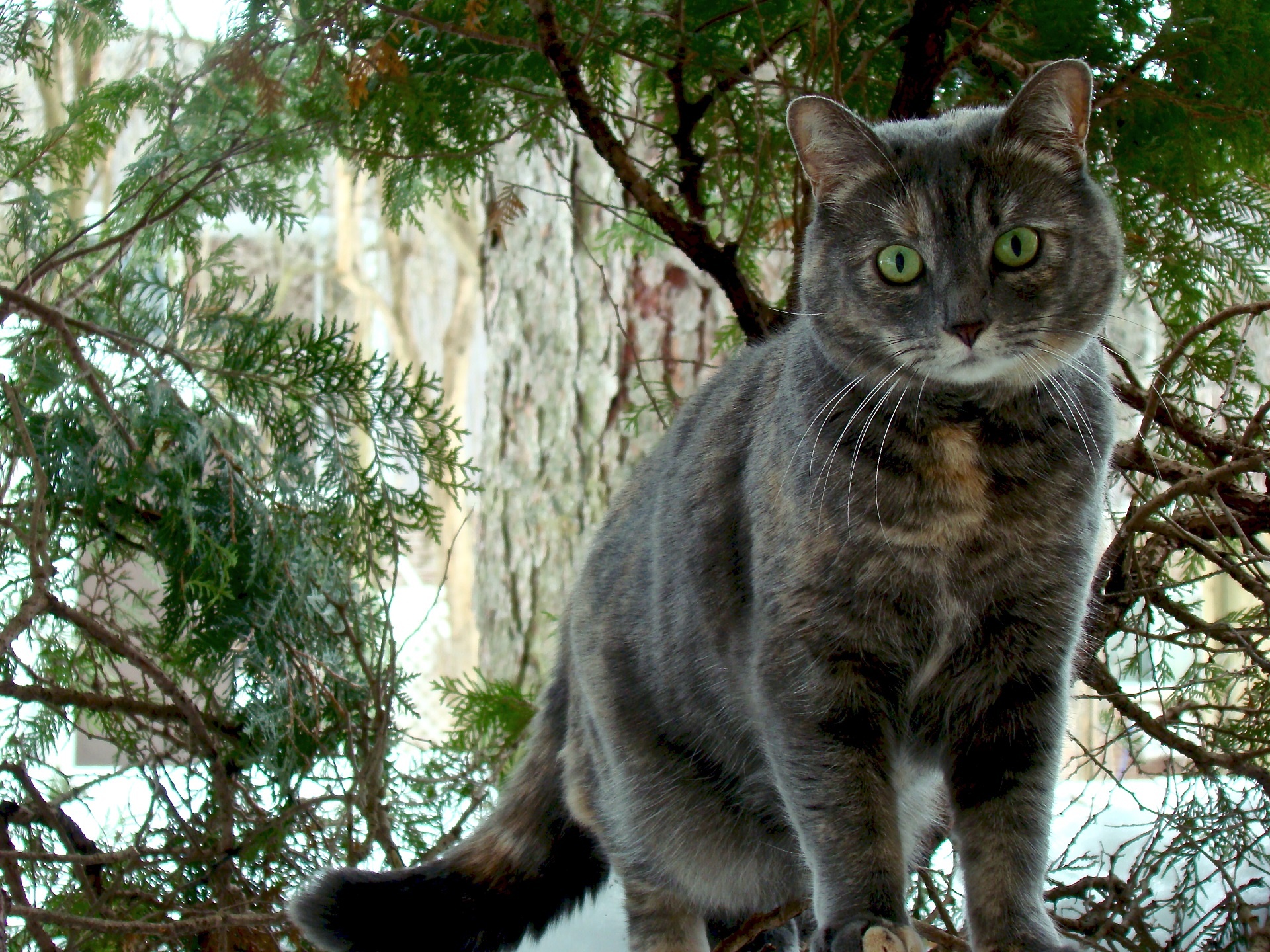 cat tortoiseshell cute free photo