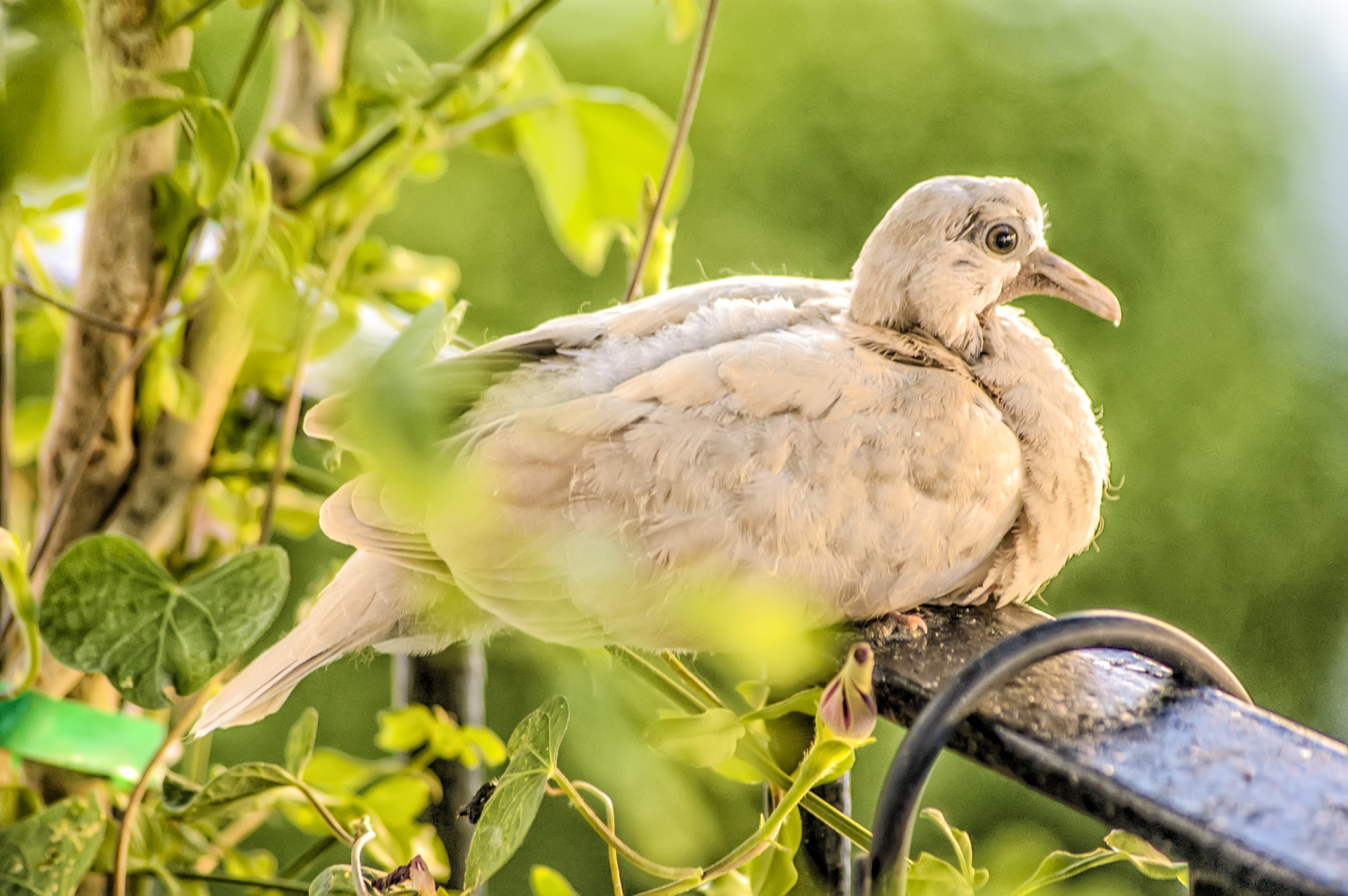 nature animal bird free photo