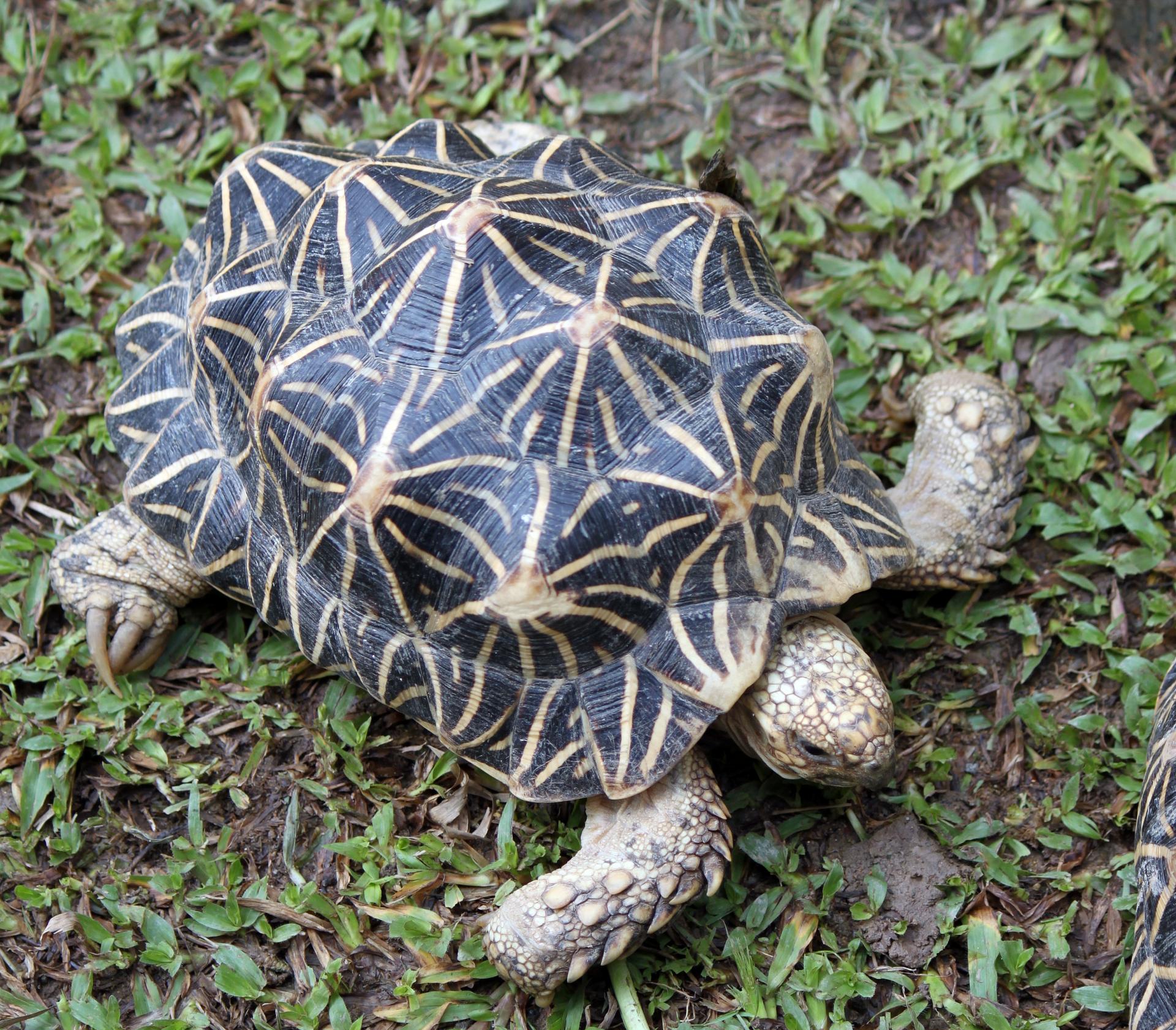 tortoise grass tortoise on the grass free photo