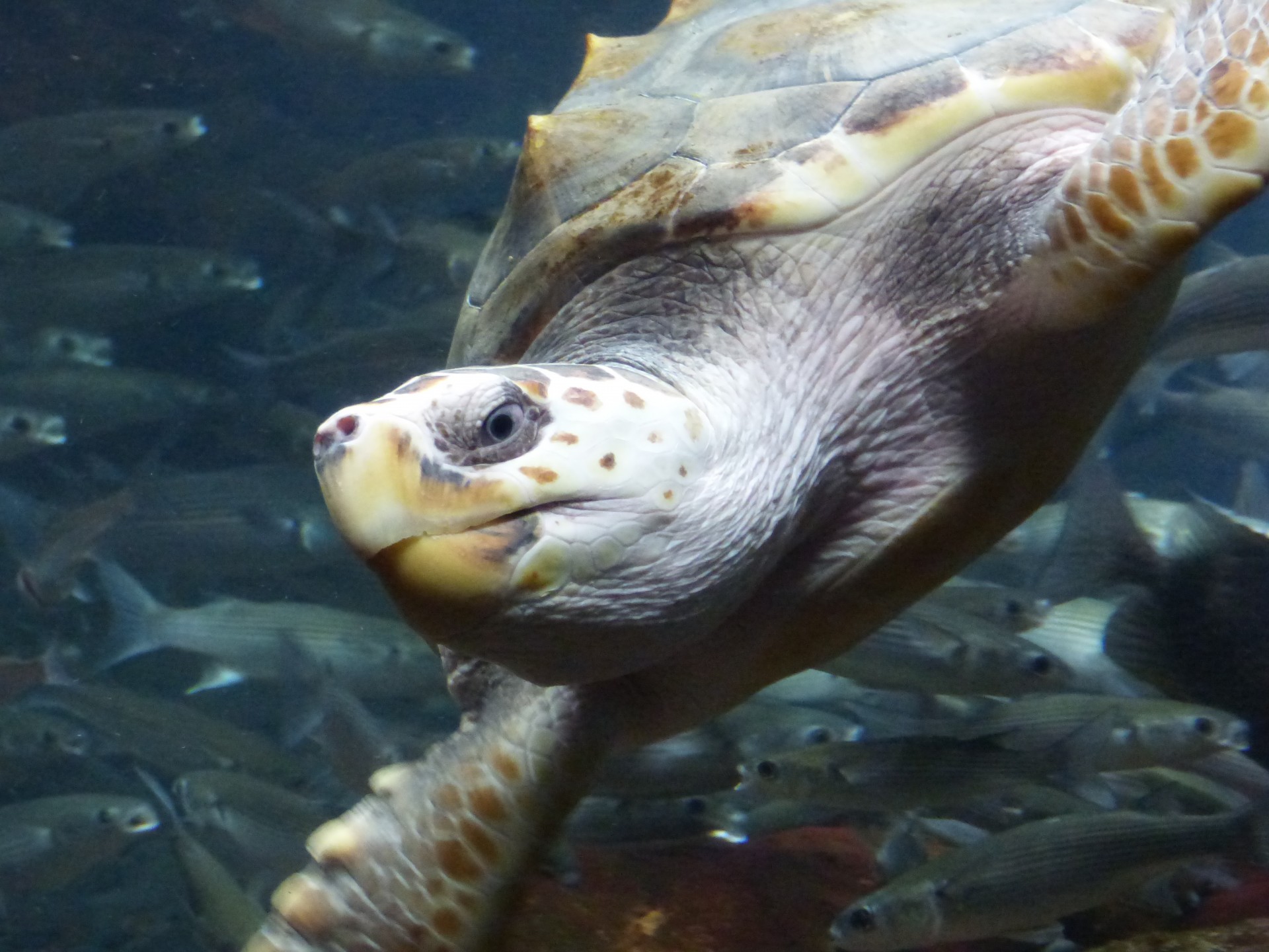 turtle sea swimming free photo