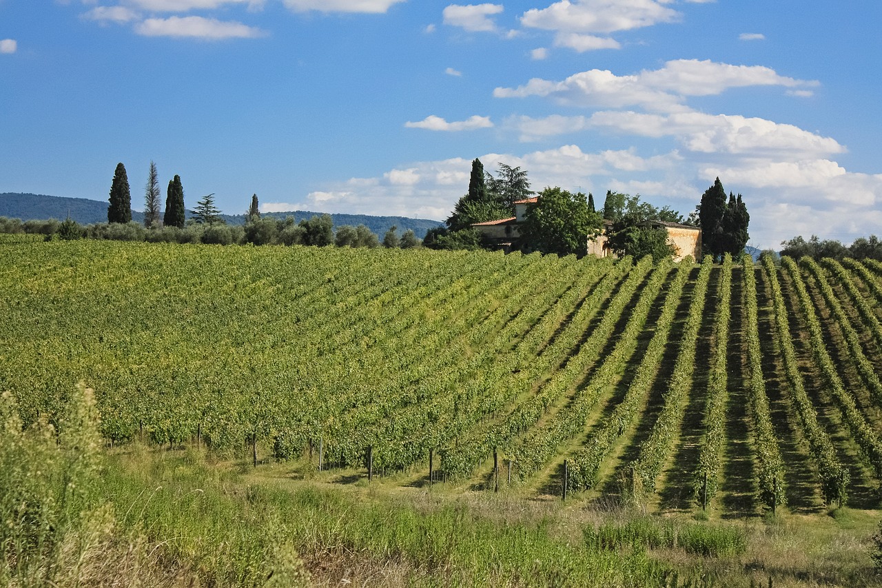 toscana italy vine free photo