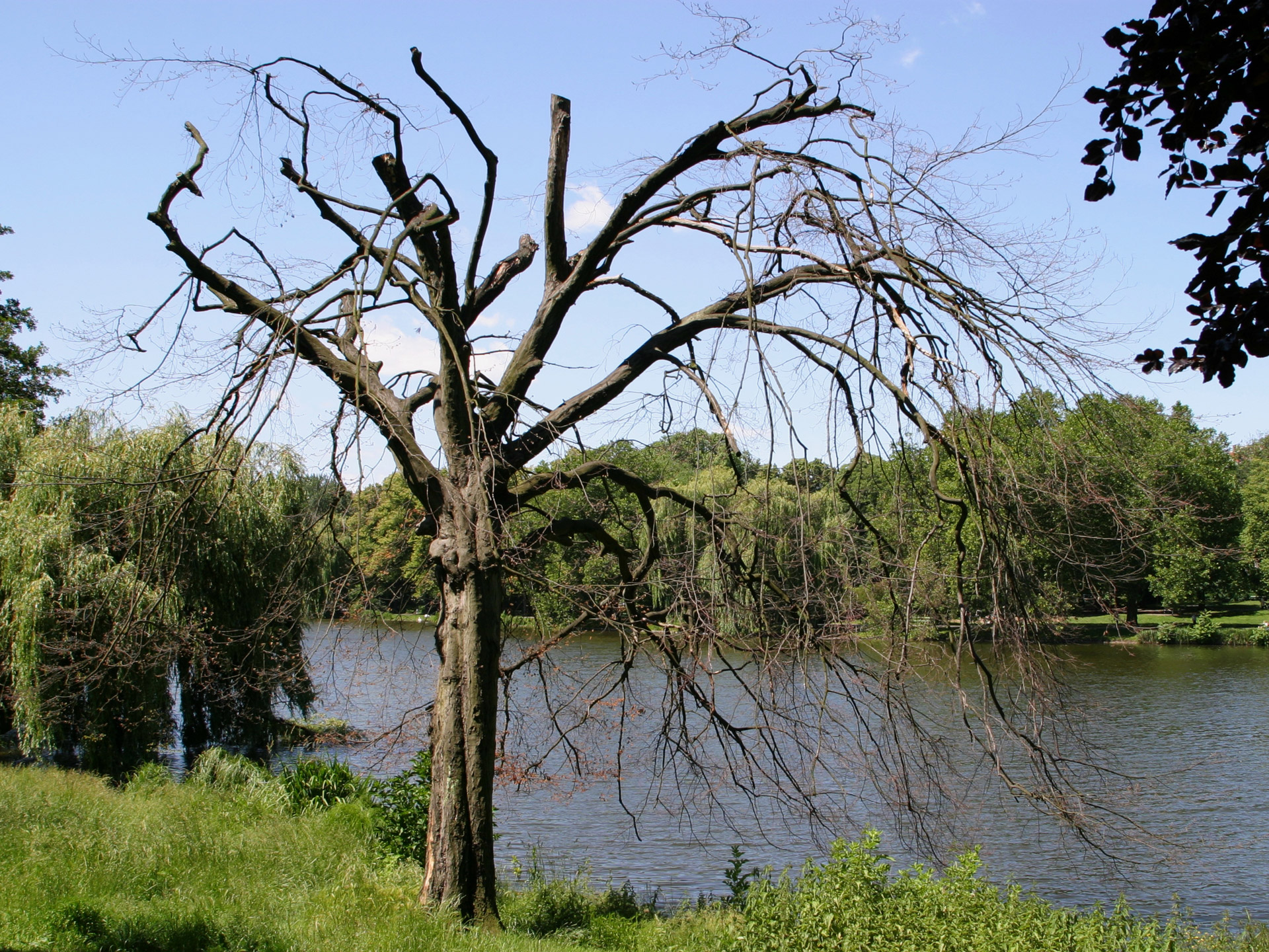 dead tree lietzensee free photo