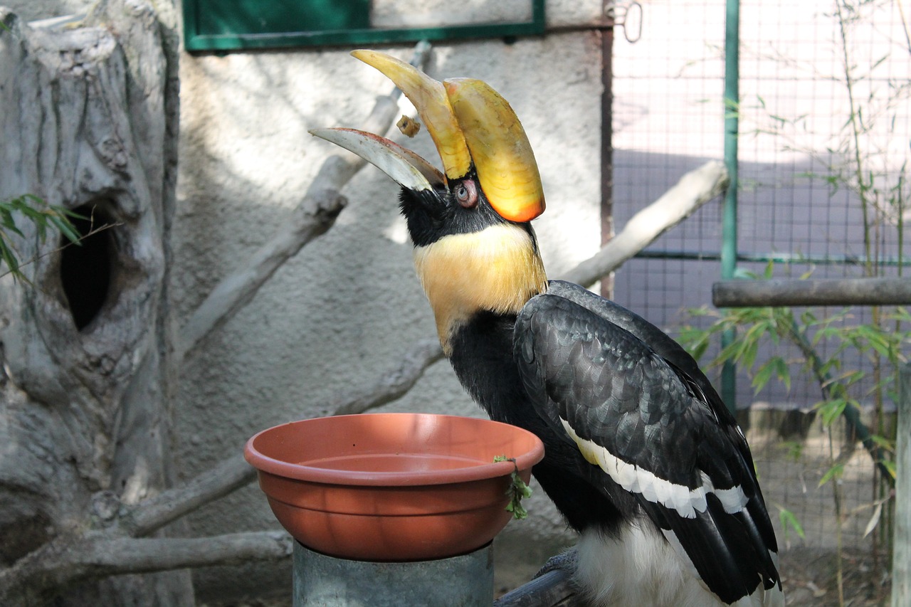 toucan bird beak free photo