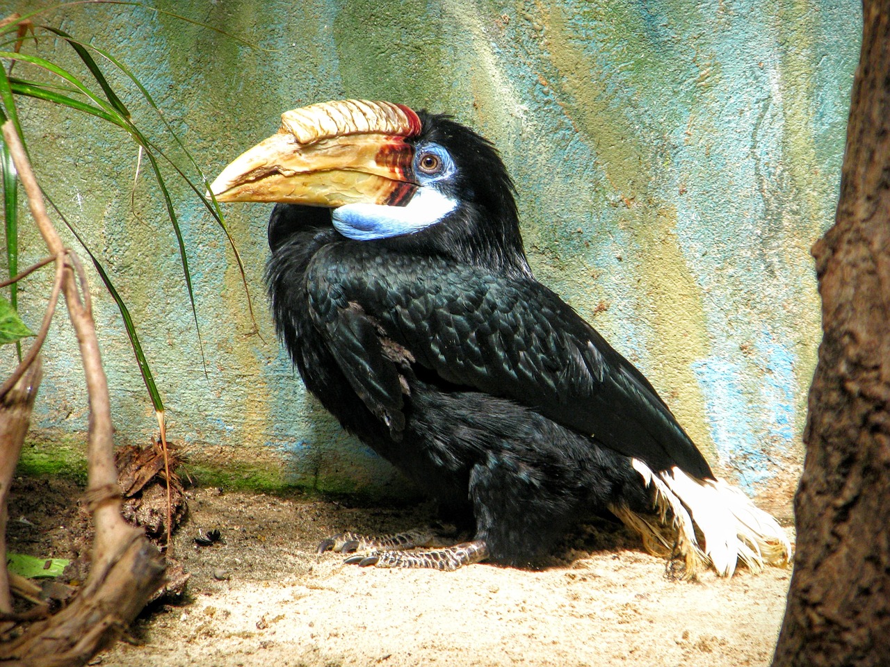 toucan zoo bird free photo
