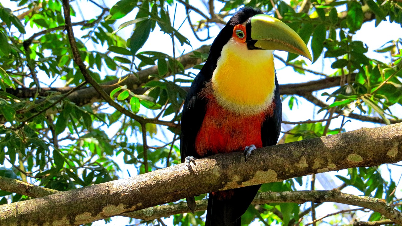 toucan bird tree free photo