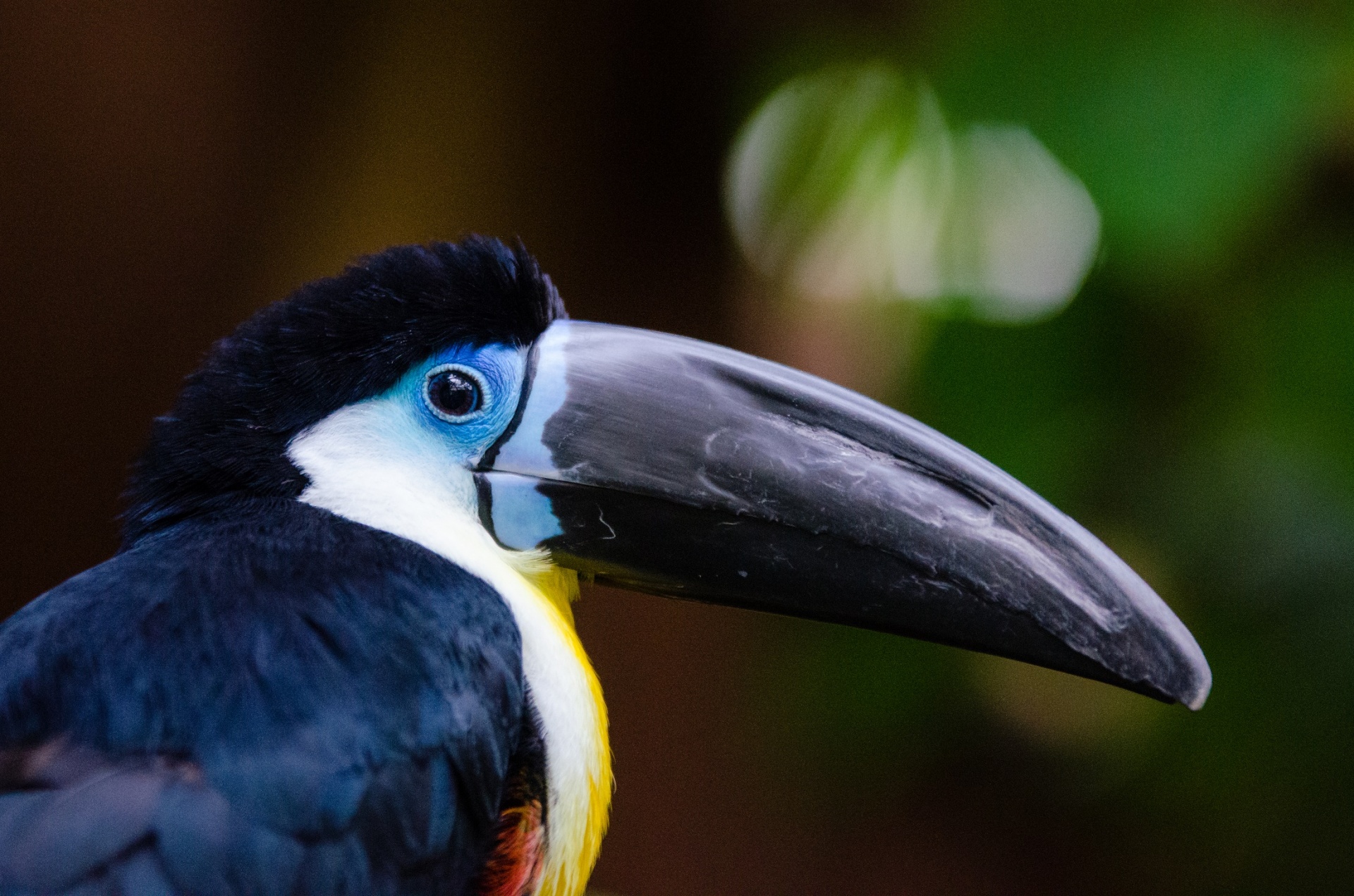 toucan channel billed bird free photo