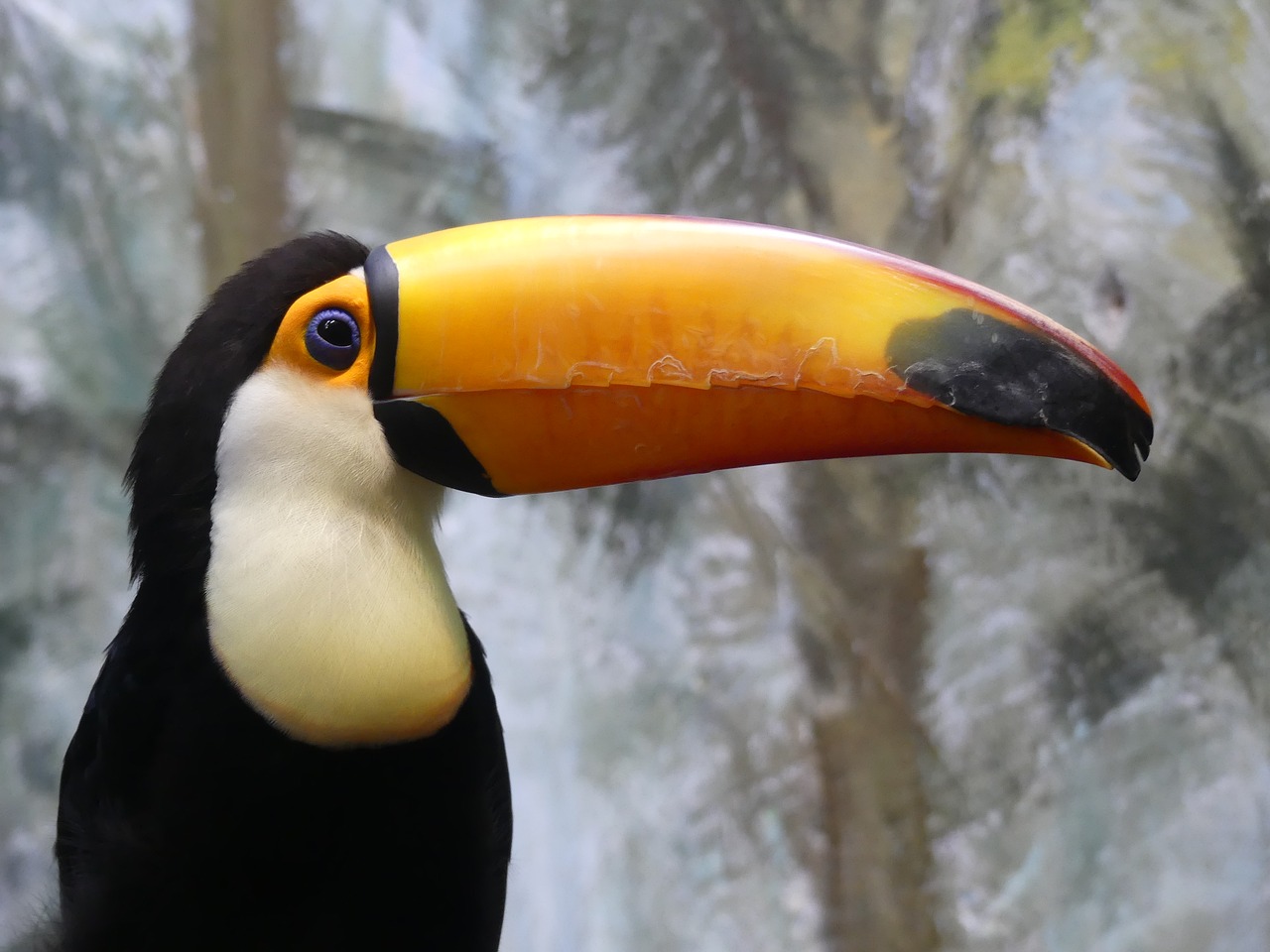 toucan bird nature free photo