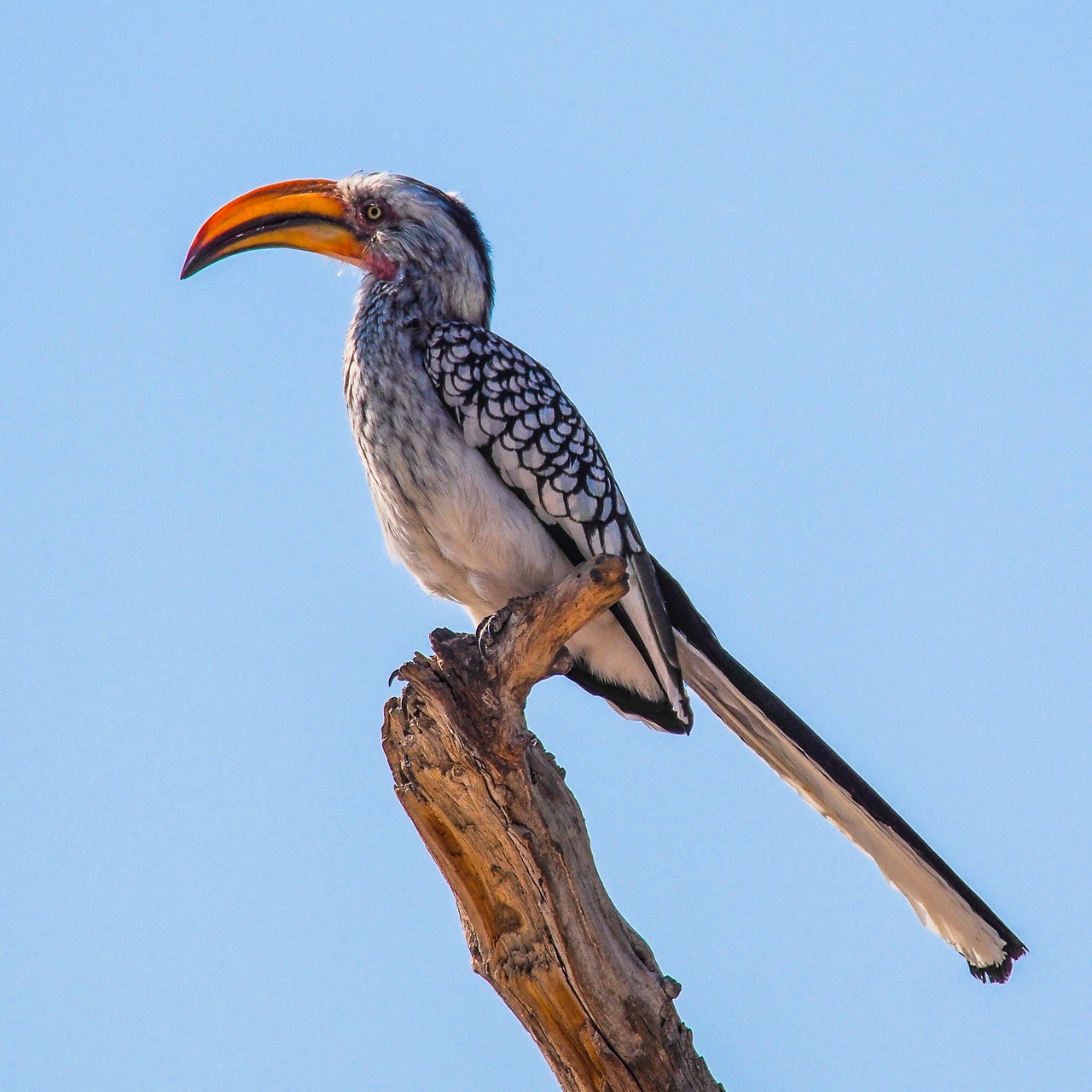 toucan namibia etosha free photo