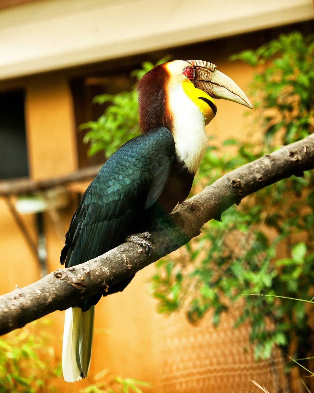 toucan bird colorful free photo