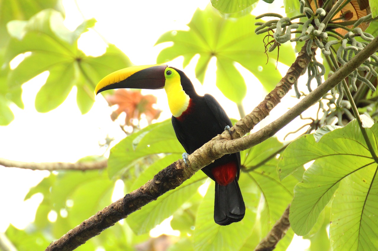 toucan brown back-toucan costa rica free photo