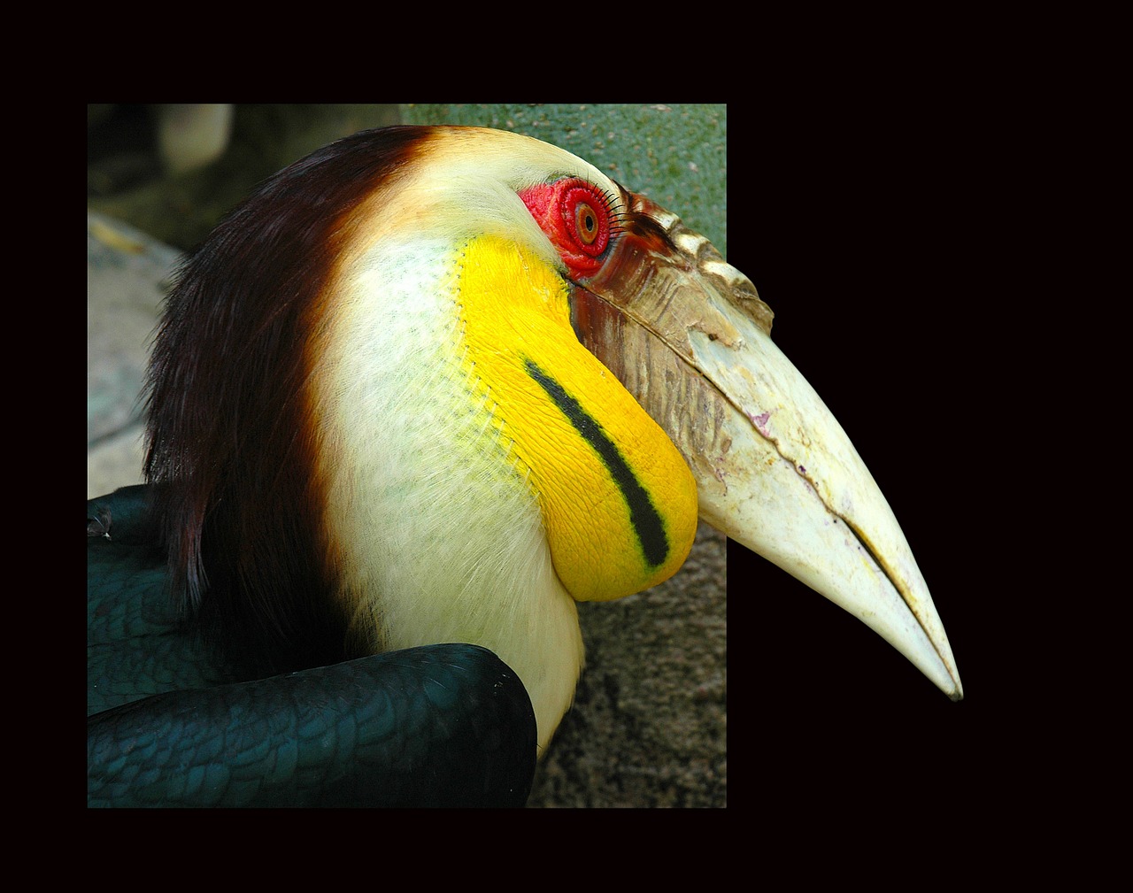 toucan tropical bird frame free photo