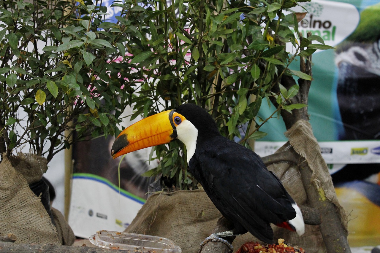 toucan animal bird free photo