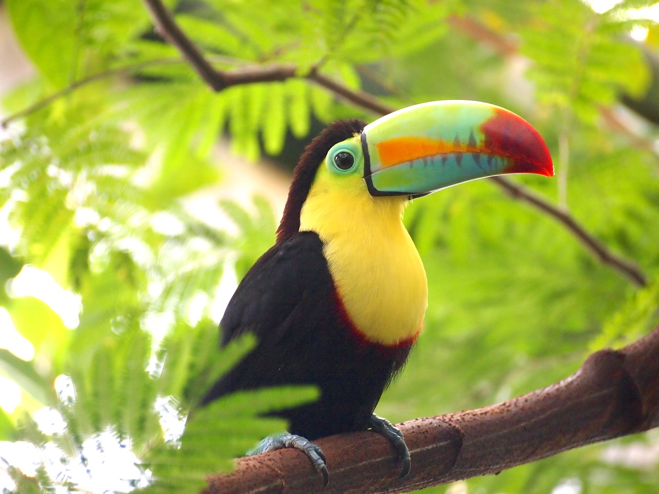 toucan bird nature free photo