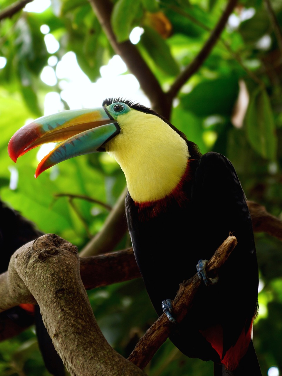 toucan bird tropical bird free photo